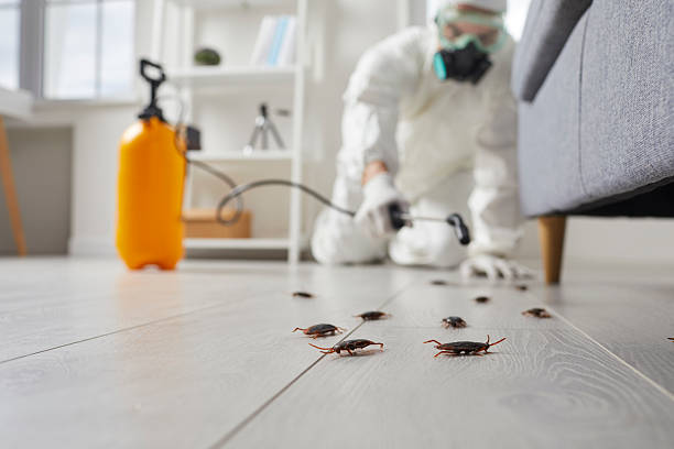 Affordable Termite Control solutions in Parker, AZ